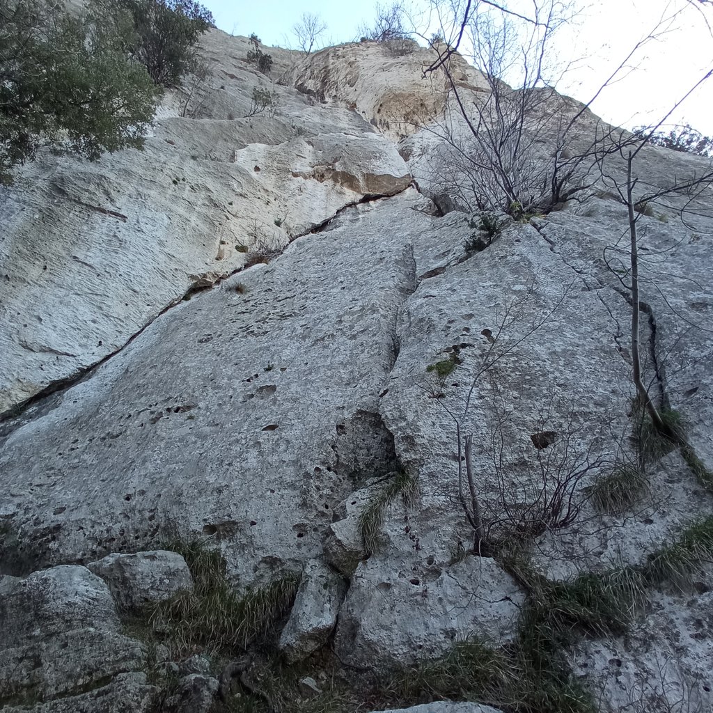 Photo of Zandoninik