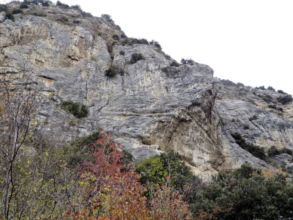 Photo of Sulle Ali della Libellula