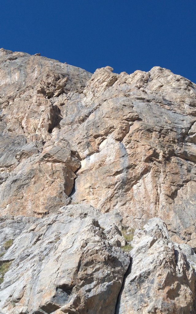 Photo of Termier-Tiere